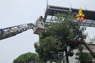 Grosso pino minaccia casa di riposo, intervengono i vigili del fuoco